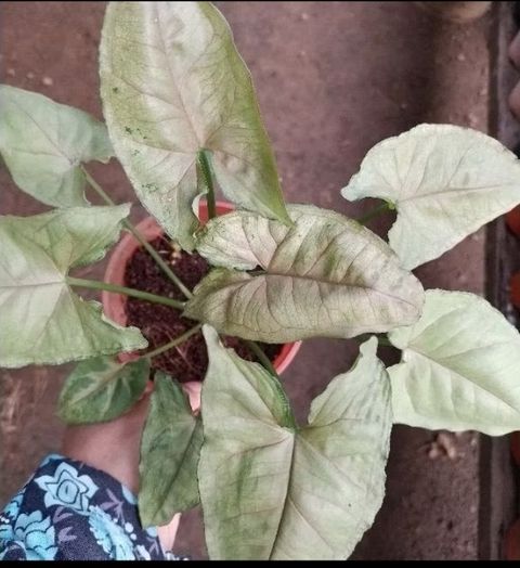 Screenshot_20250519_222741_Shopee