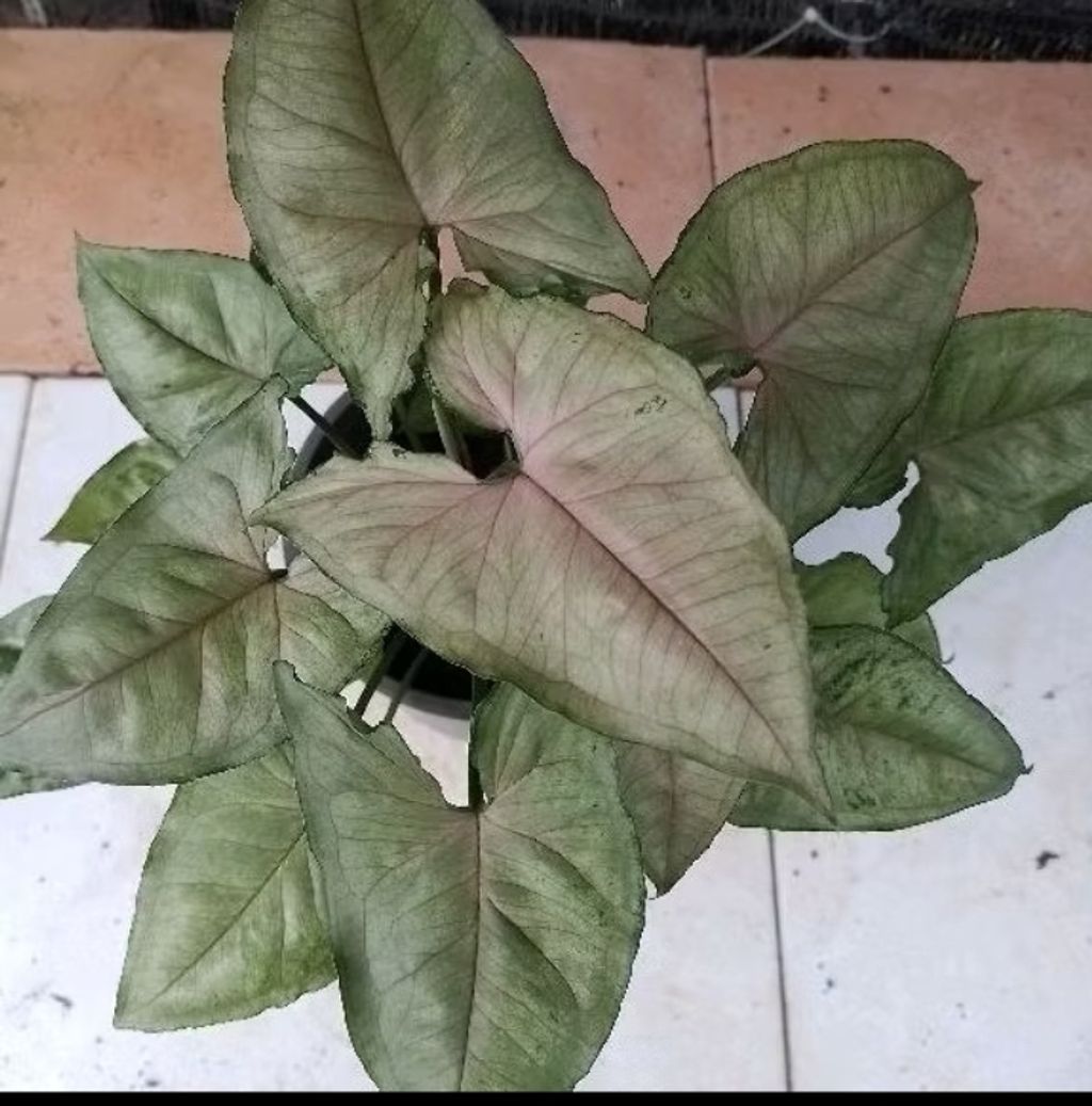 Screenshot_20250519_222730_Shopee