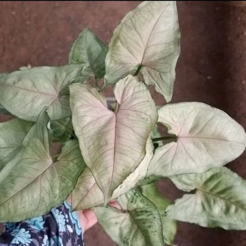 Screenshot_20250519_222719_Shopee