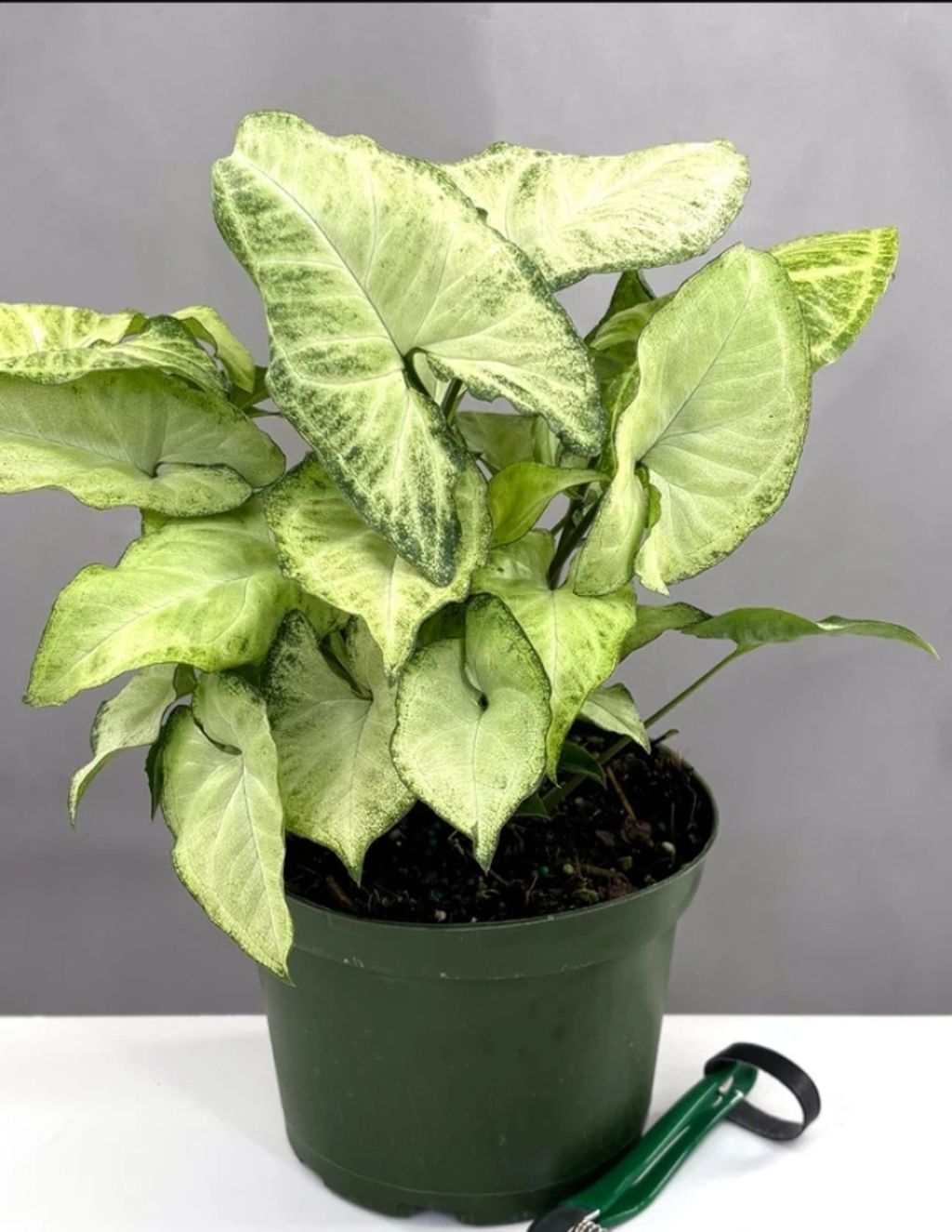 Screenshot_20250519_224130_Chrome