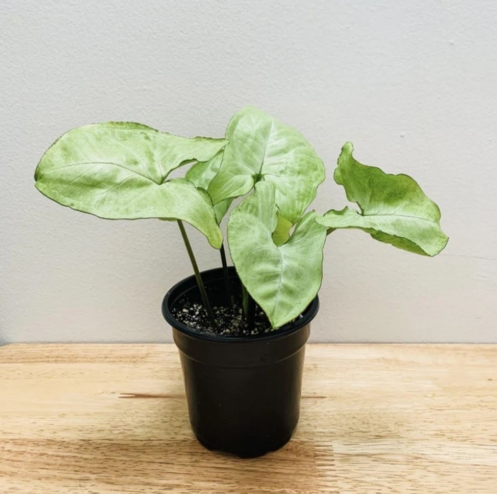 Screenshot_20250519_224221_Chrome