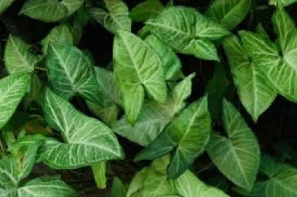 Screenshot_20250519_223807_Shopee