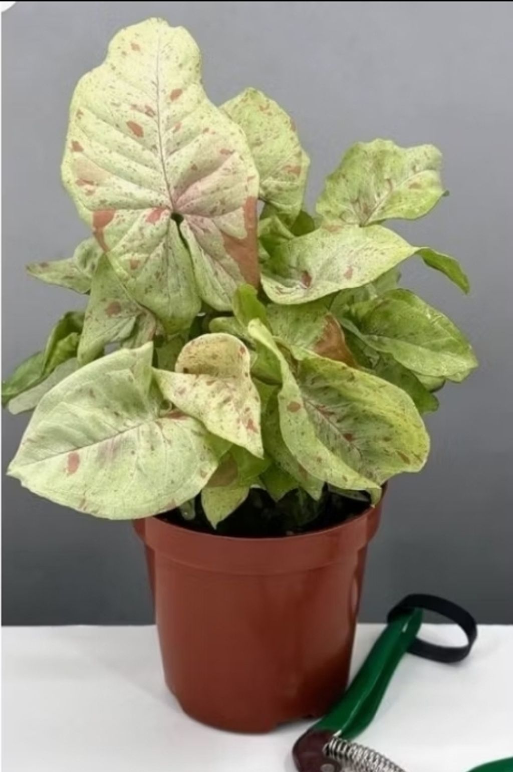 Screenshot_20250519_225125_Shopee