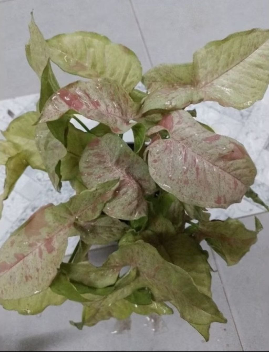 Screenshot_20250519_225057_Shopee