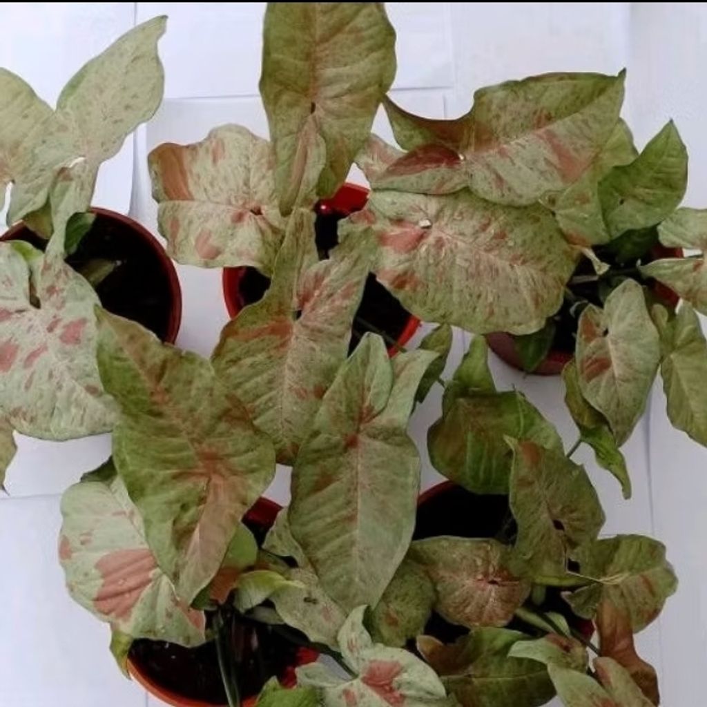 Screenshot_20250519_225035_Shopee