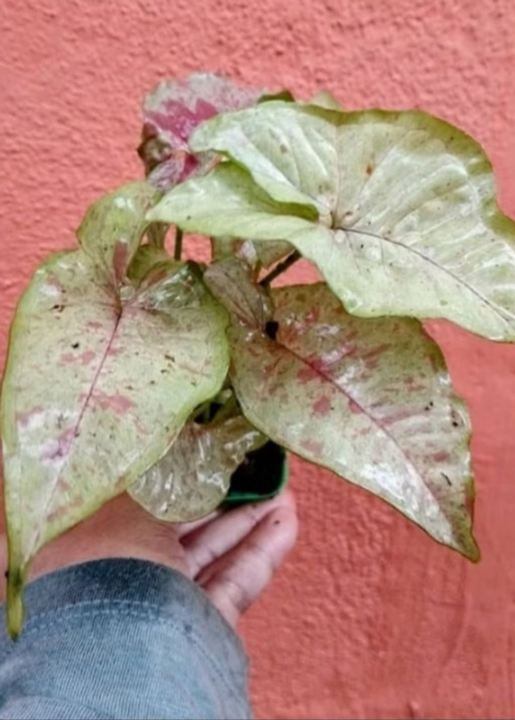 Screenshot_20250519_225107_Shopee