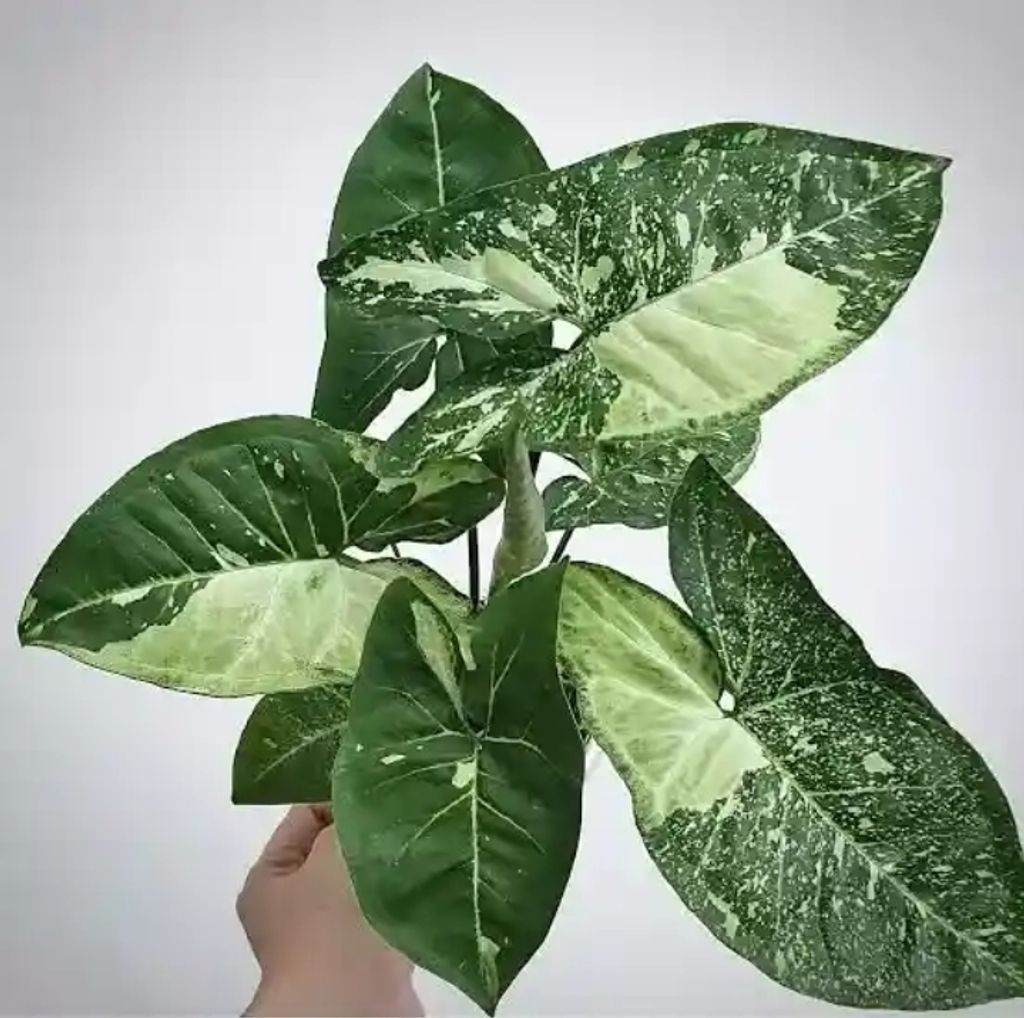 Screenshot_20250519_231522_Chrome