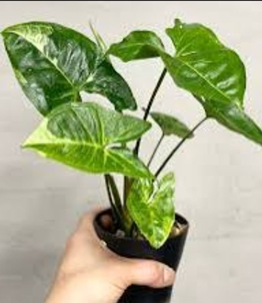 Screenshot_20250519_231304_Chrome