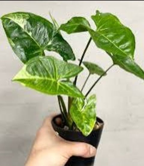 Screenshot_20250519_231304_Chrome