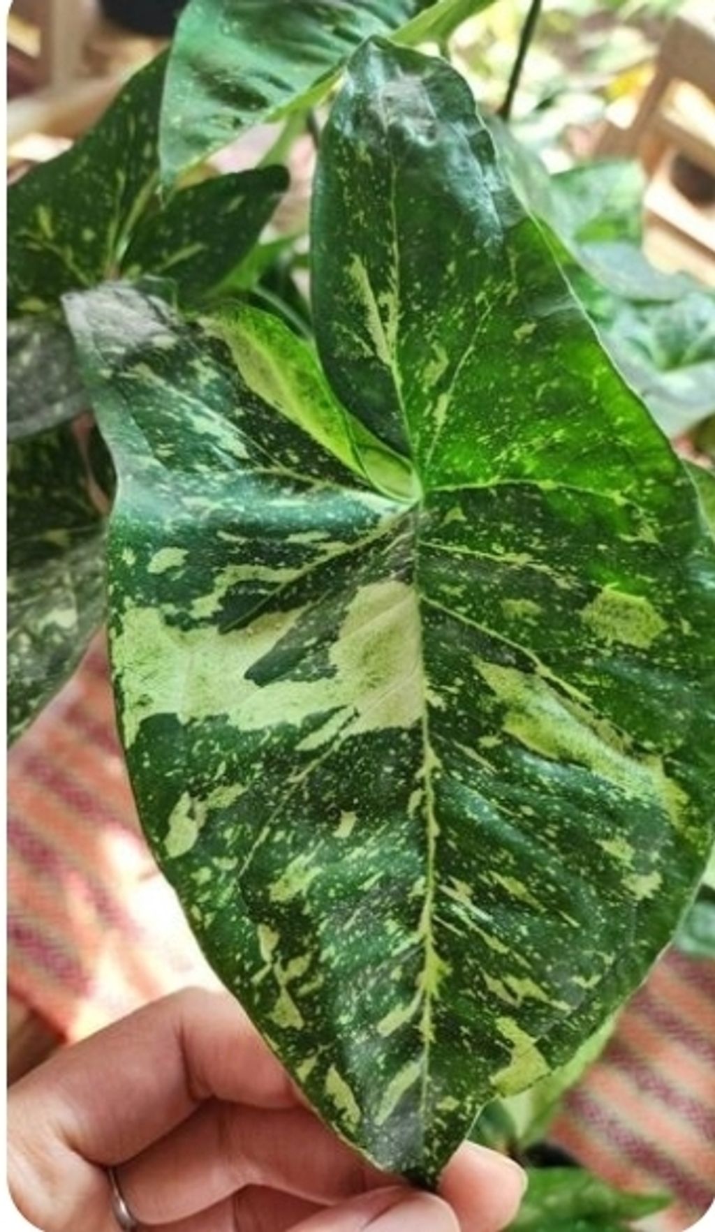 Screenshot_20250519_231126_Pinterest