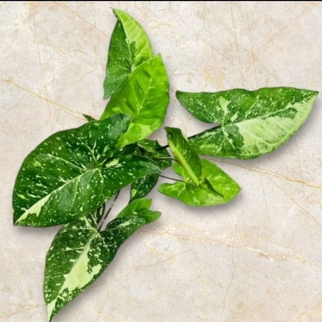 Screenshot_20250519_230150_Shopee