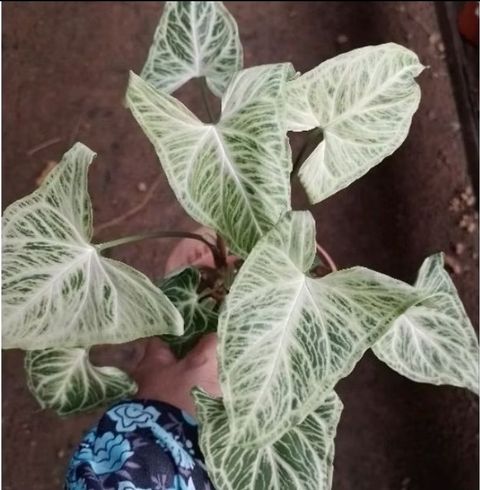 Screenshot_20250520_124053_Shopee