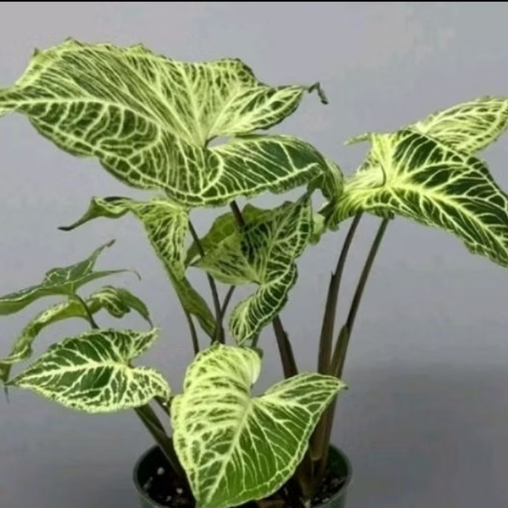 Screenshot_20250520_124039_Shopee