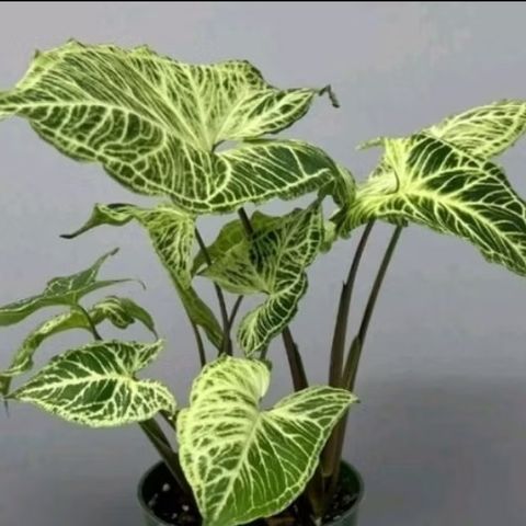 Screenshot_20250520_124039_Shopee