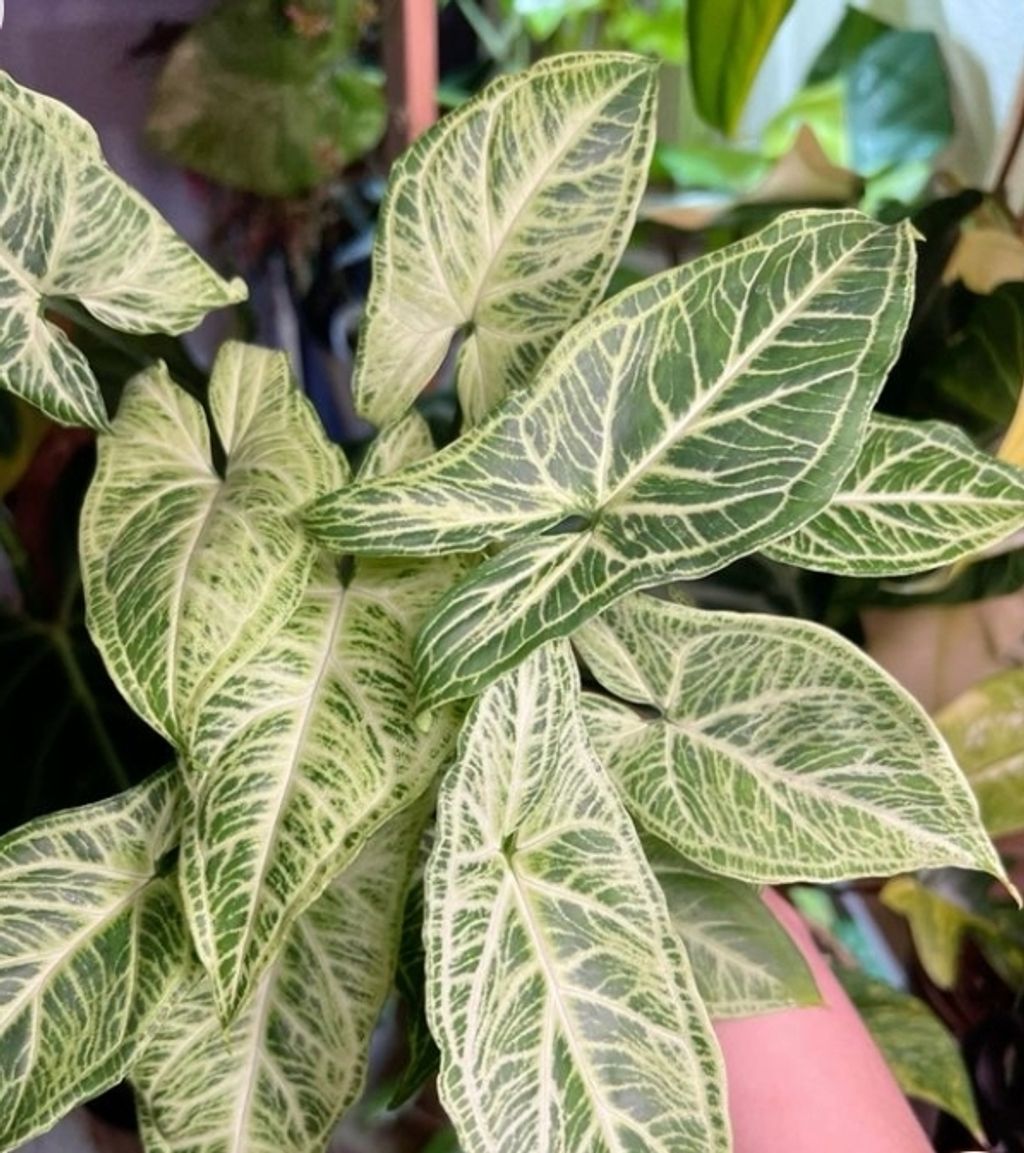 Screenshot_20250520_123830_Pinterest