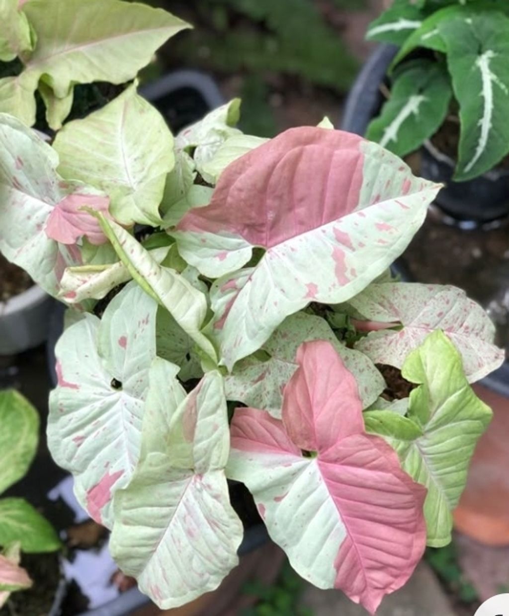 Screenshot_20250520_125022_Pinterest