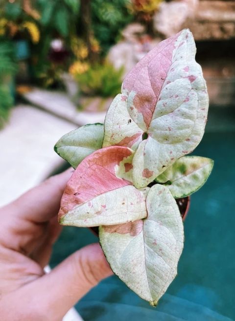 Screenshot_20250520_125322_Chrome