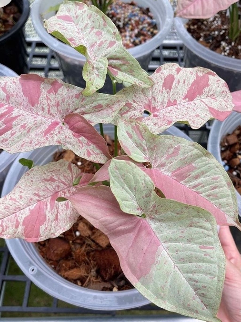 Screenshot_20250520_125002_Pinterest