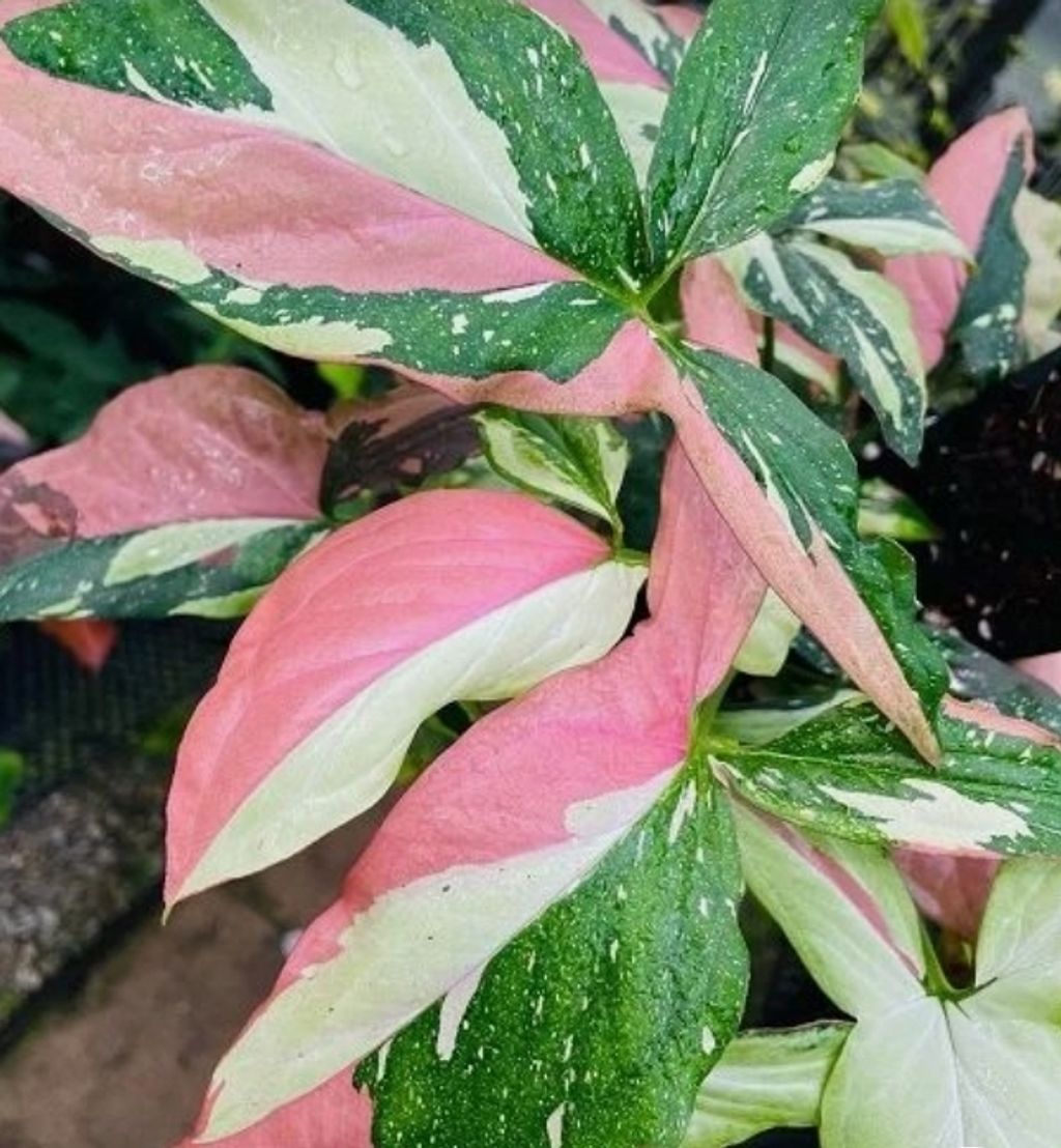 Screenshot_20250520_130627_Pinterest