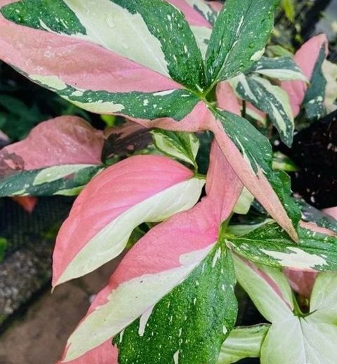 Screenshot_20250520_130627_Pinterest