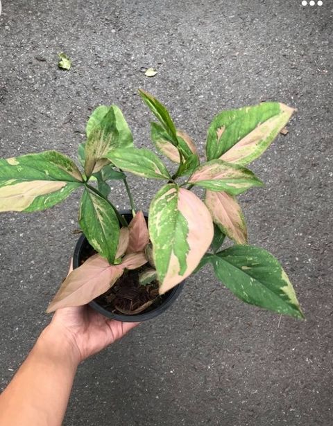 Screenshot_20250520_130551_Pinterest