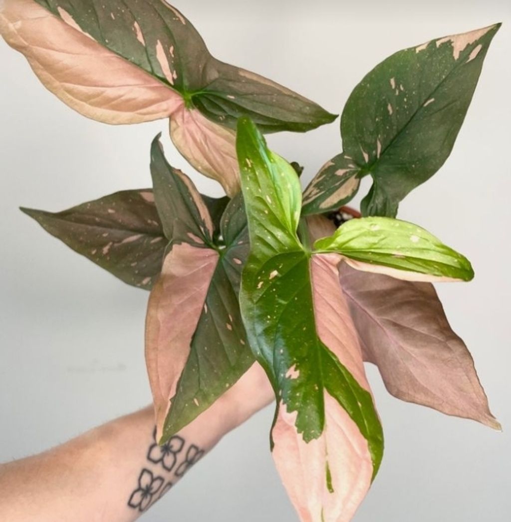 Screenshot_20250520_130519_Pinterest