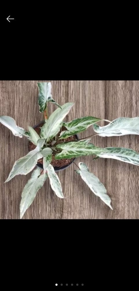 Screenshot_20250520_230545_Shopee