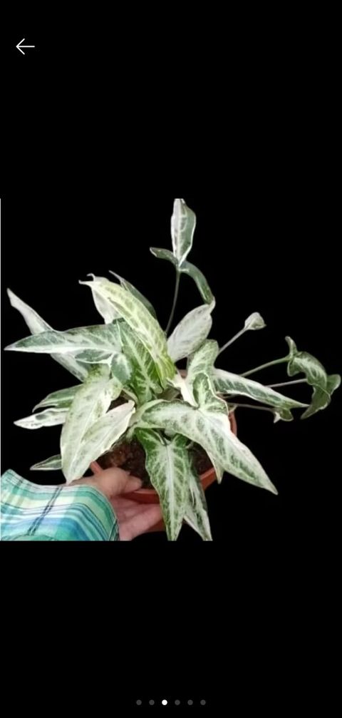 Screenshot_20250520_230558_Shopee