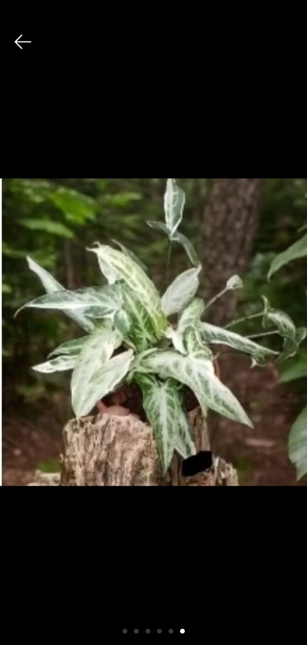 Screenshot_20250520_230612_Shopee