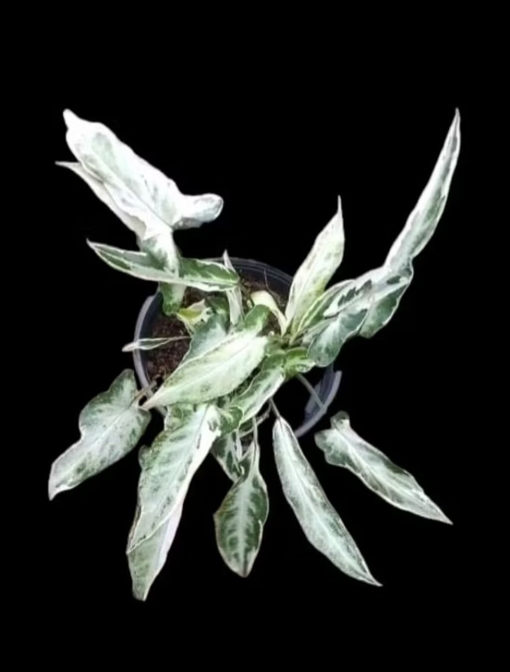 Screenshot_20250520_230623_Shopee