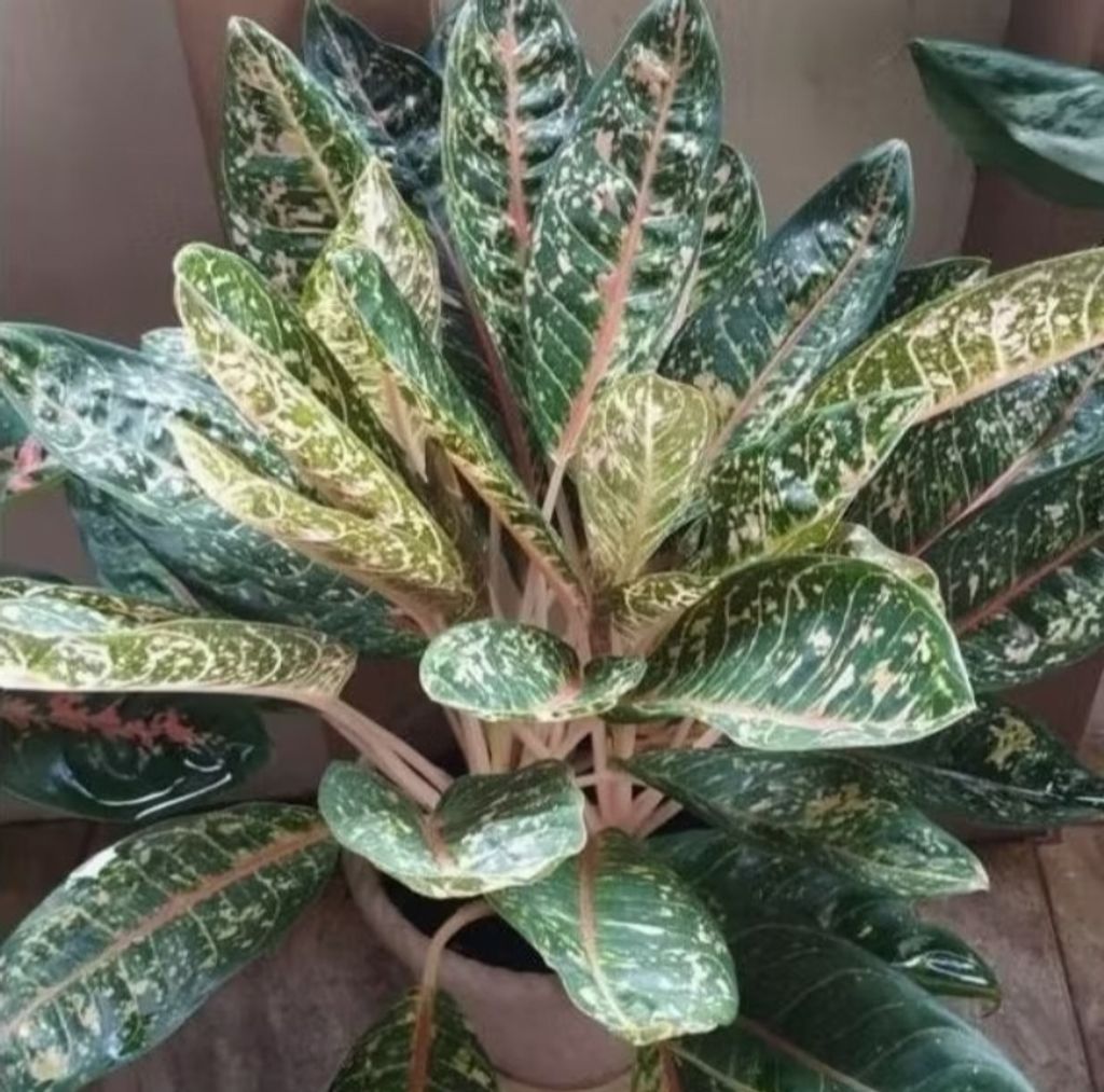 Screenshot_20250520_233516_Shopee