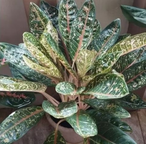 Screenshot_20250520_233516_Shopee