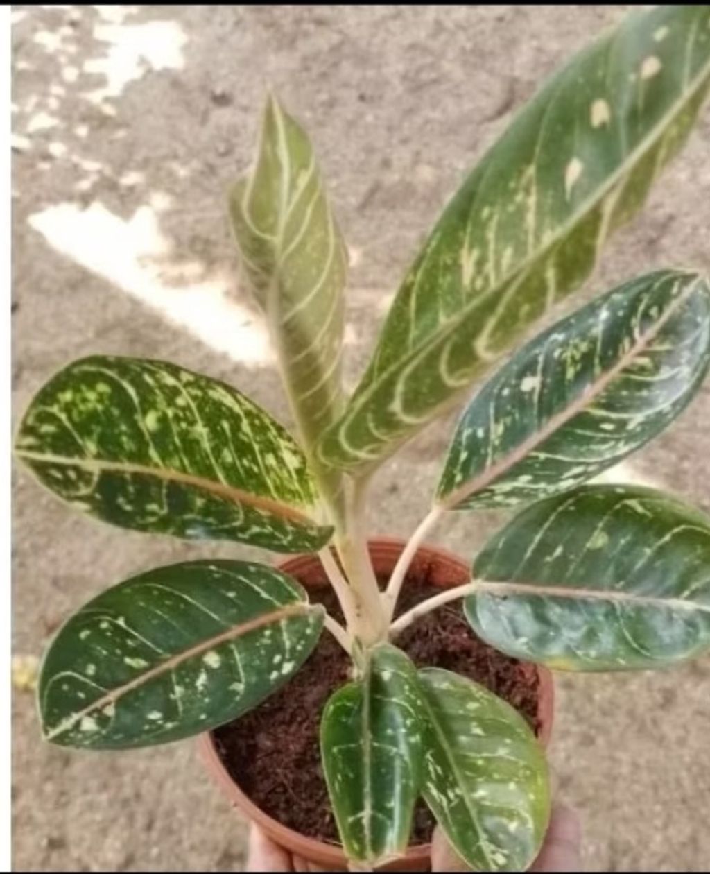 Screenshot_20250520_233504_Shopee