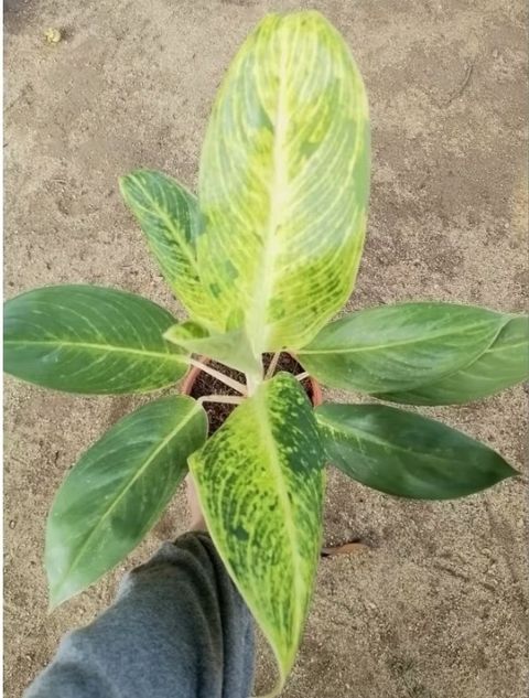 Screenshot_20250520_234130_Shopee