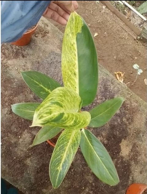 Screenshot_20250520_234119_Shopee