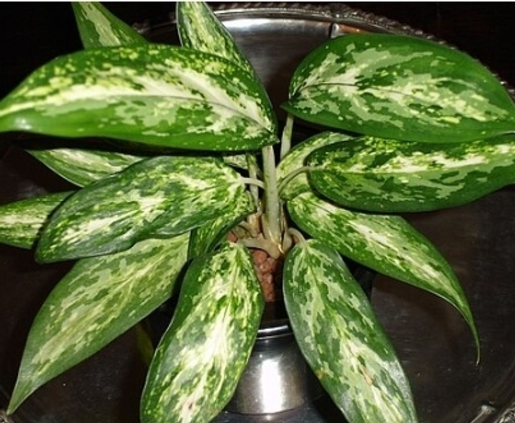 Screenshot_20250521_000335_Chrome