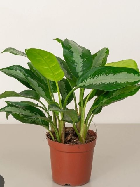 Screenshot_20250521_011915_Chrome