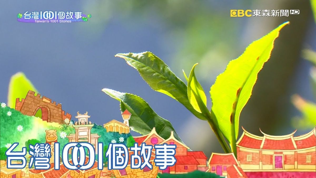 1001個故事採訪台灣原生種山茶心路歷程