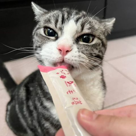 貓咪肉泥