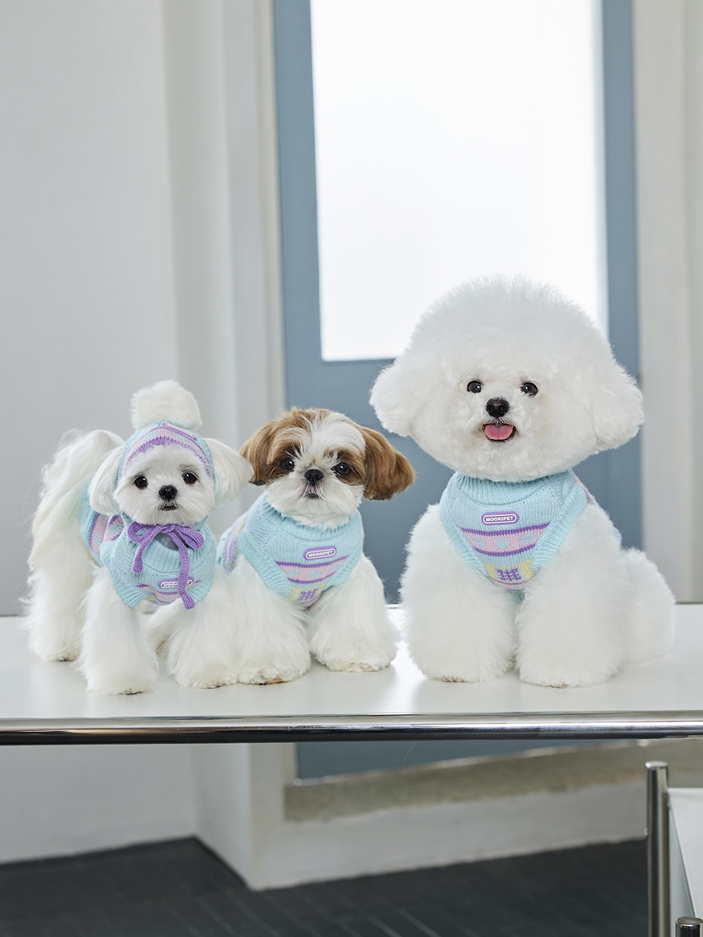 Tiny Paws, Big Warmth | MoDi 毛主憶