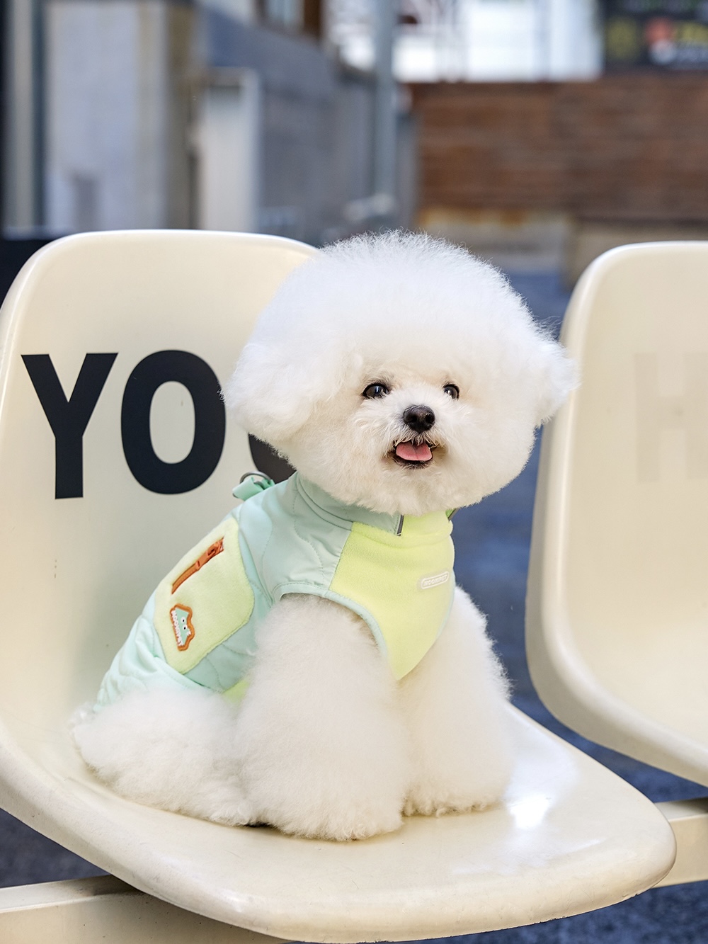 Tiny Paws, Big Warmth | MoDi 毛主憶