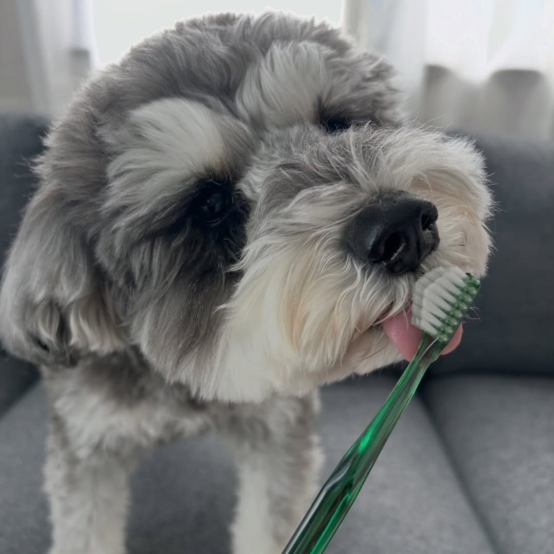 奇蹟牙刷(中型犬) (1)