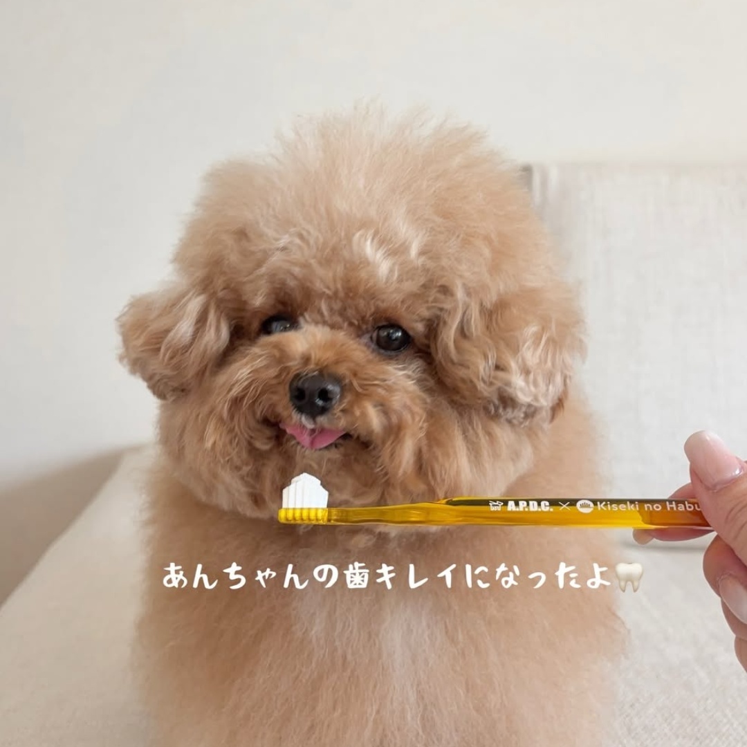 奇蹟牙刷(小型犬) (2)