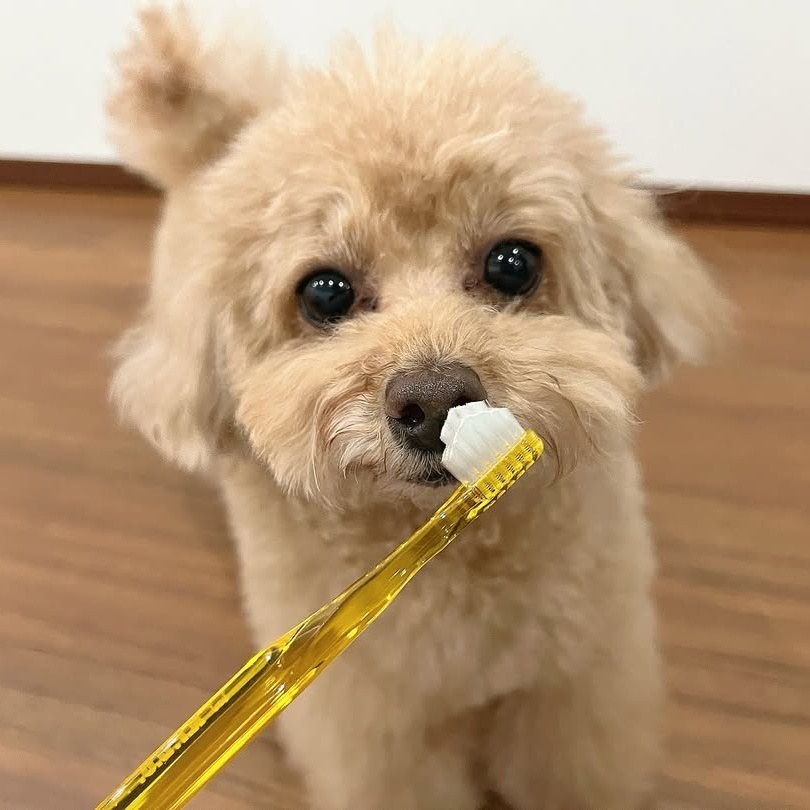 奇蹟牙刷(小型犬) (1)