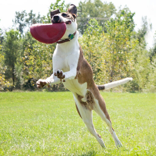 opt-kgkf3-flyer-lifestyle-dogjump__73114-510x510