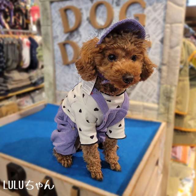 image_E4F4128C-0758-4F95-A0B7-88F2643B4EDD_1766450178