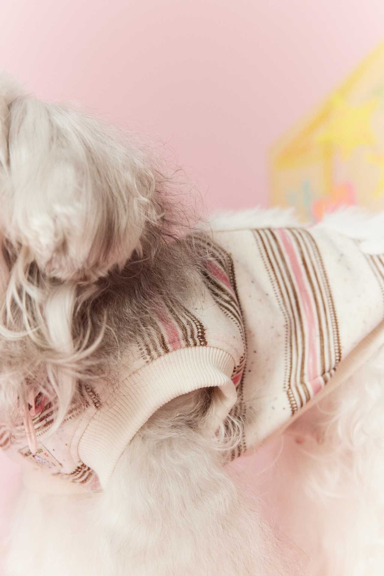 image_44558C91-E56A-464B-8E01-8F6E48CC914C_1767695290