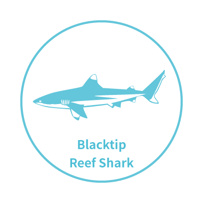 My Glück | 以海洋為主題的台灣設計師品牌 |  - 烏翅真鯊系列