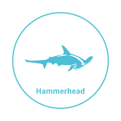 My Glück | 以海洋為主題的台灣設計師品牌 |  - 雙髻鯊系列