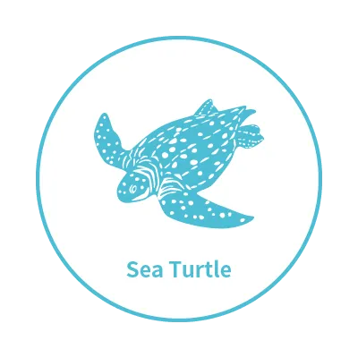 My Glück | 以海洋為主題的台灣設計師品牌 |  - 海龜系列